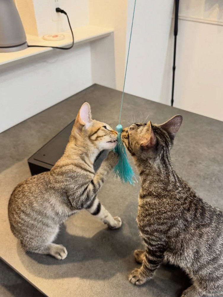 おもちゃで遊ぶ猫2匹