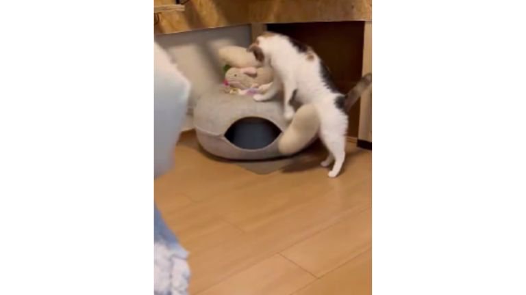 おもちゃで遊ぶ猫