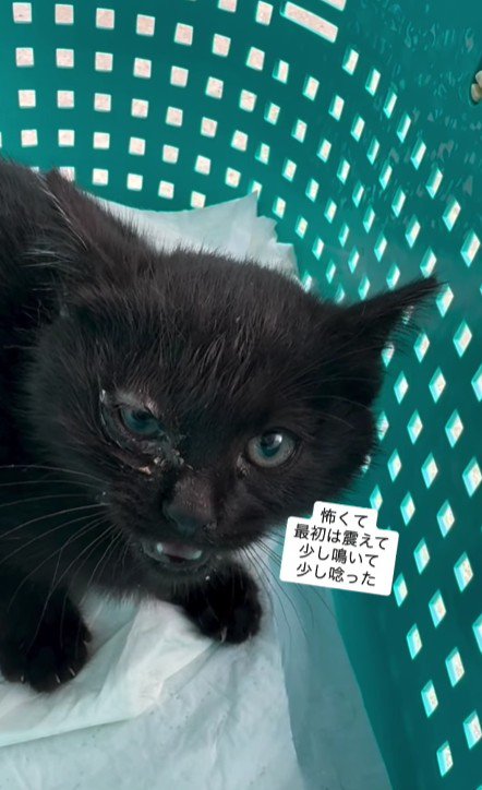 ケースの中の猫