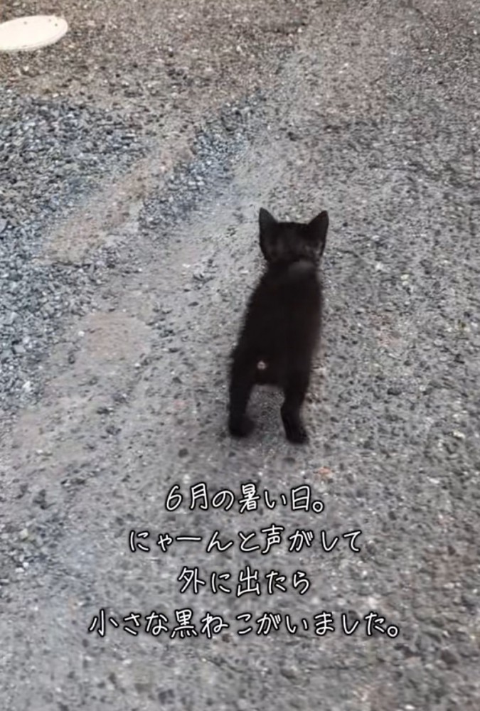 歩く黒猫の後ろ姿