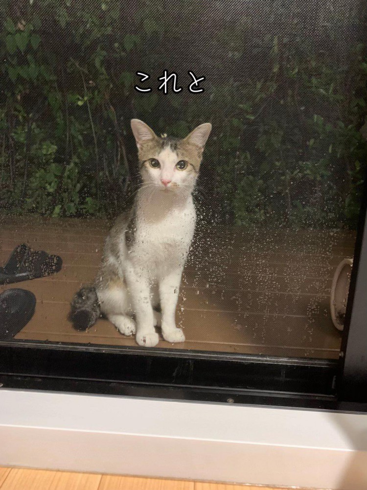 外にいる猫
