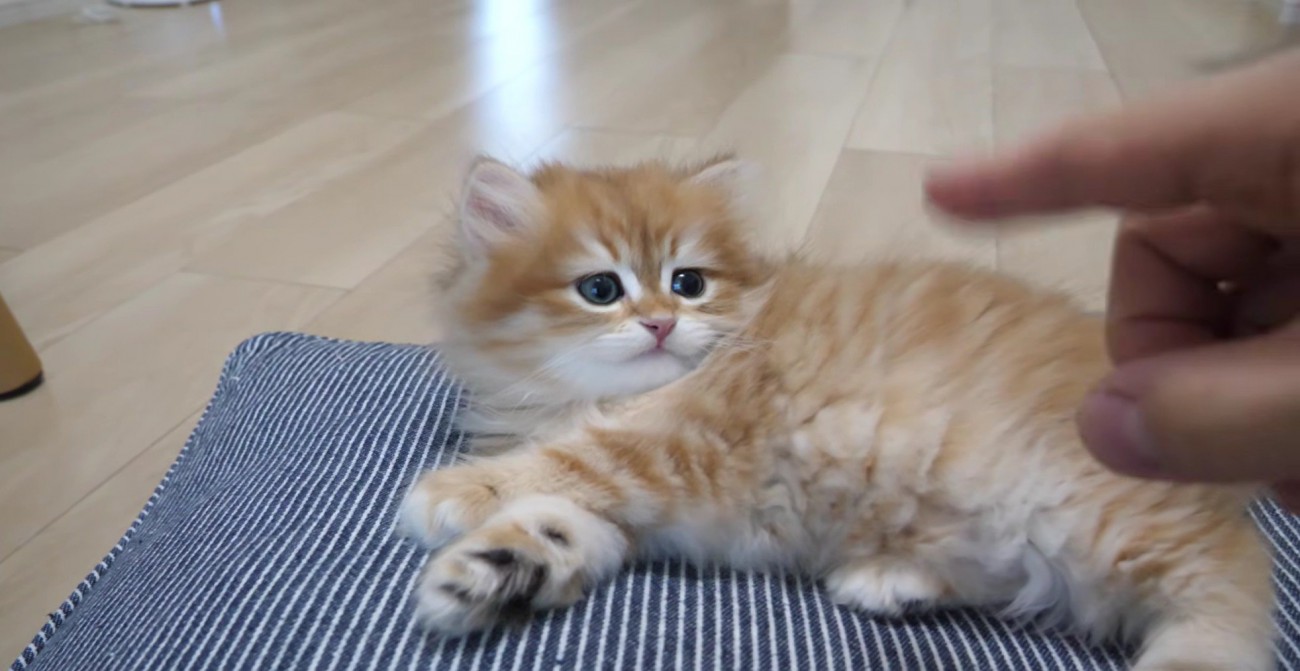 クッションでくつろぎながら近づく飼い主さんの手を見つめる赤ちゃん