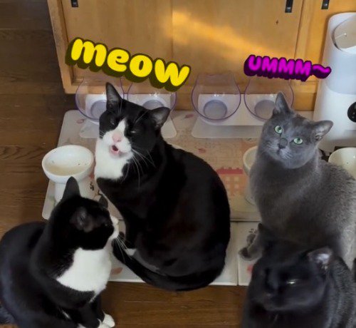飼い主に向かって声をあげる2頭の猫