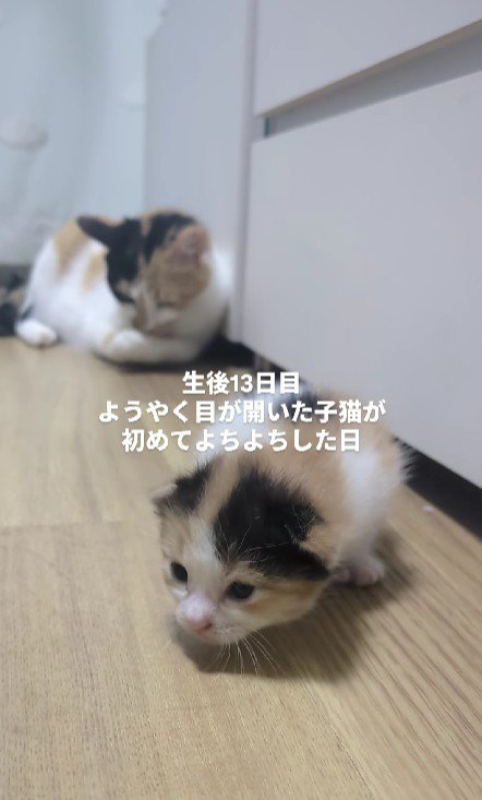 三毛猫の親子