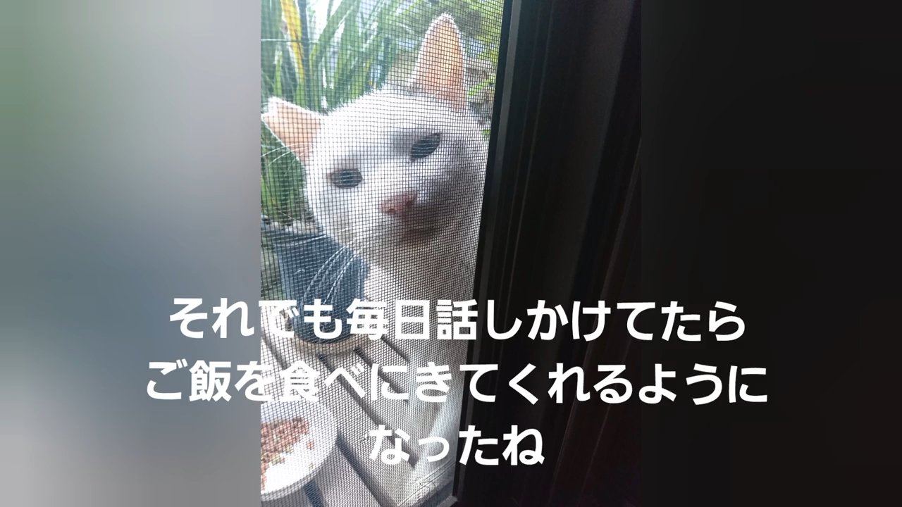 網戸から家の中をのぞく猫