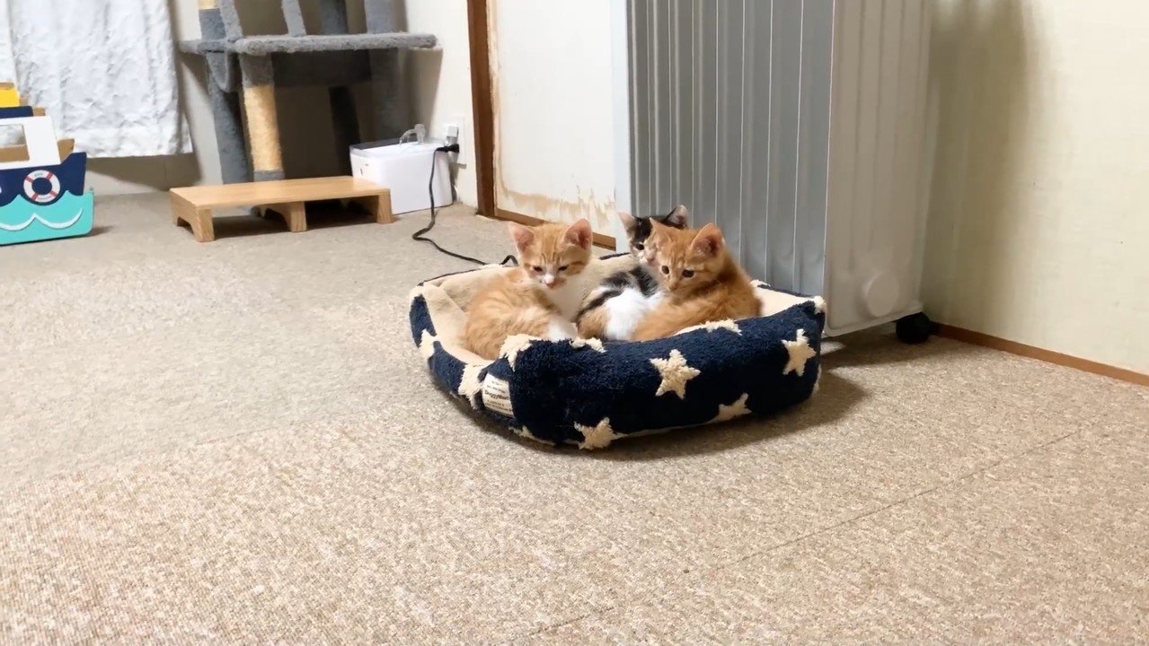 こちらを向く3匹