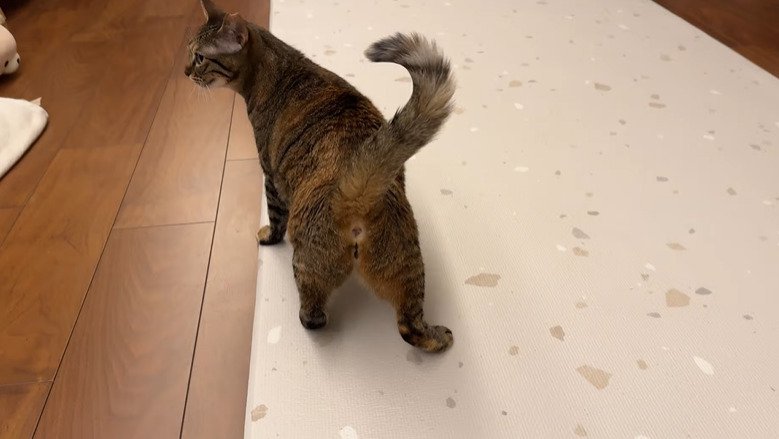 猫の後ろ姿