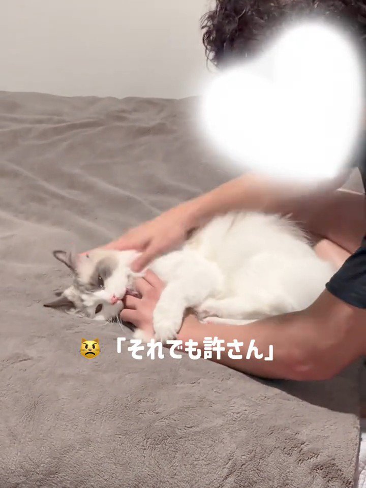 人の手を噛んで蹴る猫