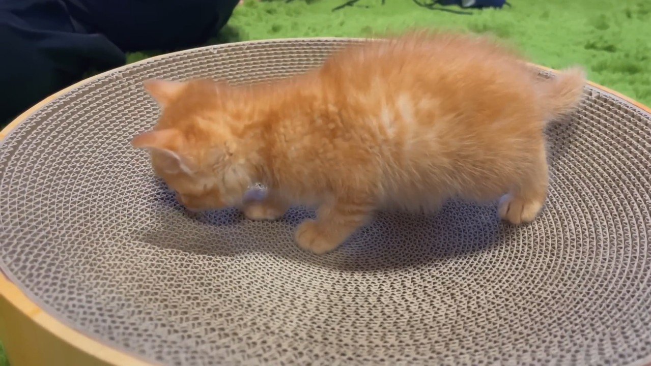 爪とぎに顔を寄せて