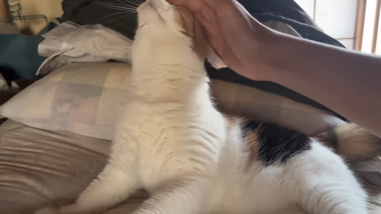首を伸ばす姿