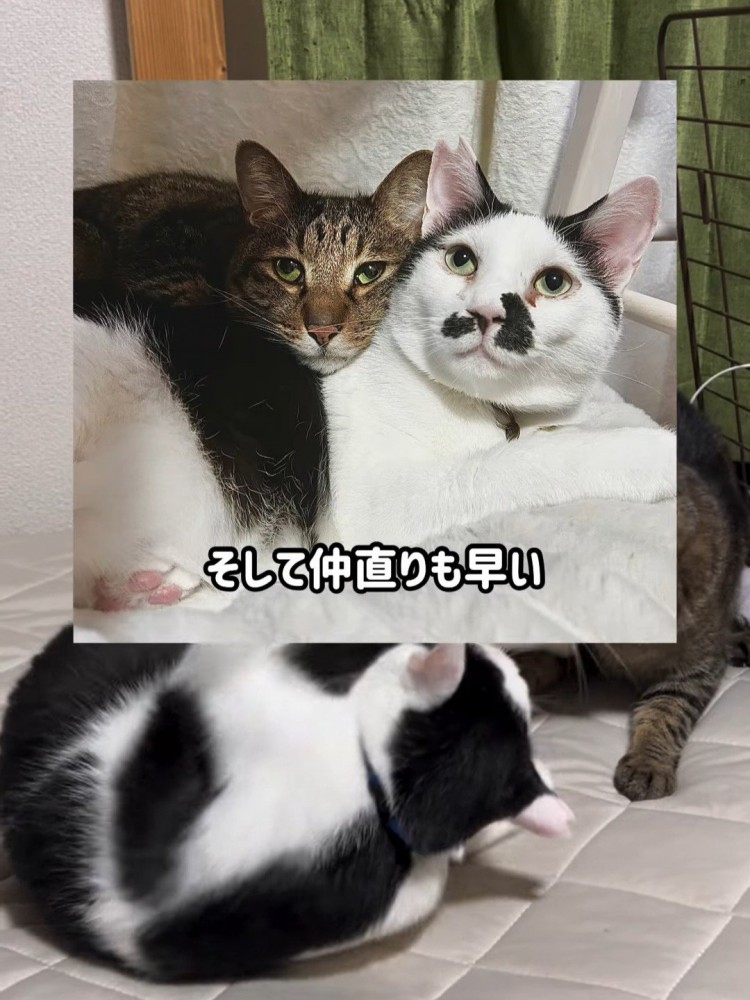 寄り添う2匹