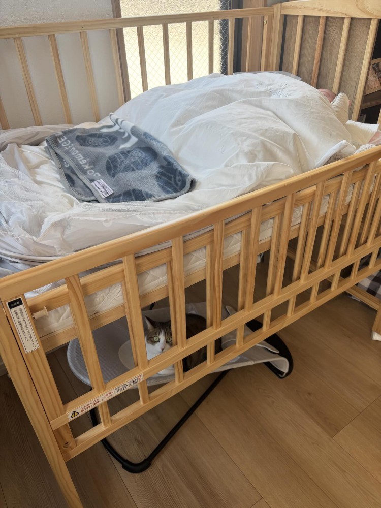 ベビーベッドの下にいる猫
