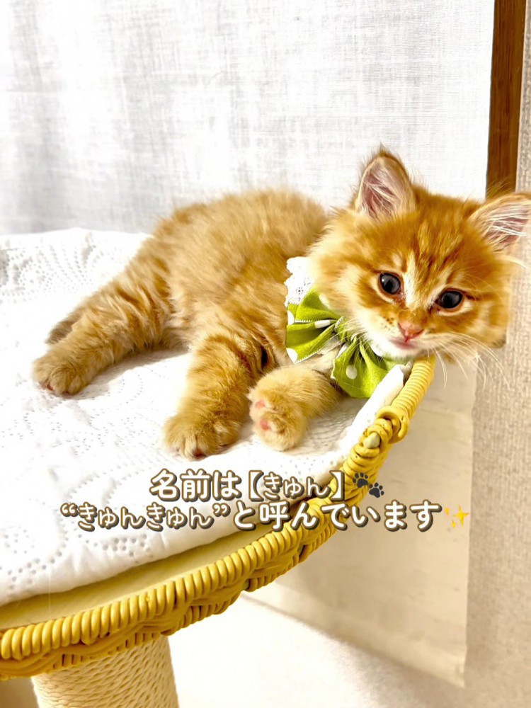 キャットタワーに横になる猫