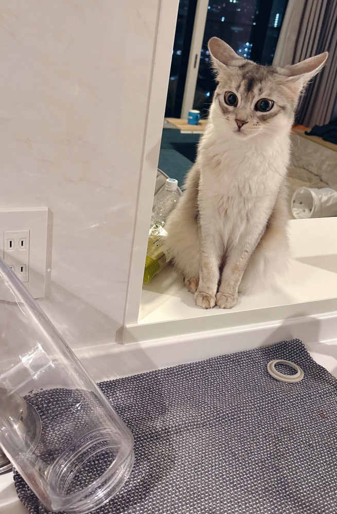 イカ耳の猫