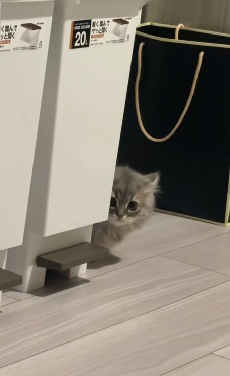 ごみ箱のそばにいるミヌエットの子猫