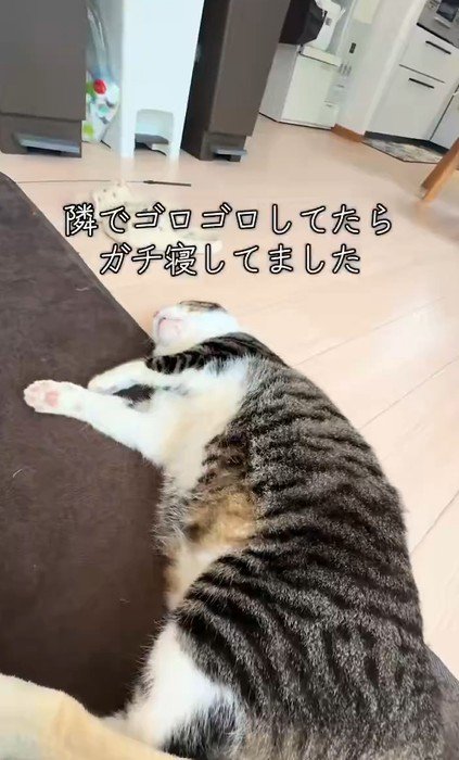 前脚を伸ばして眠る猫