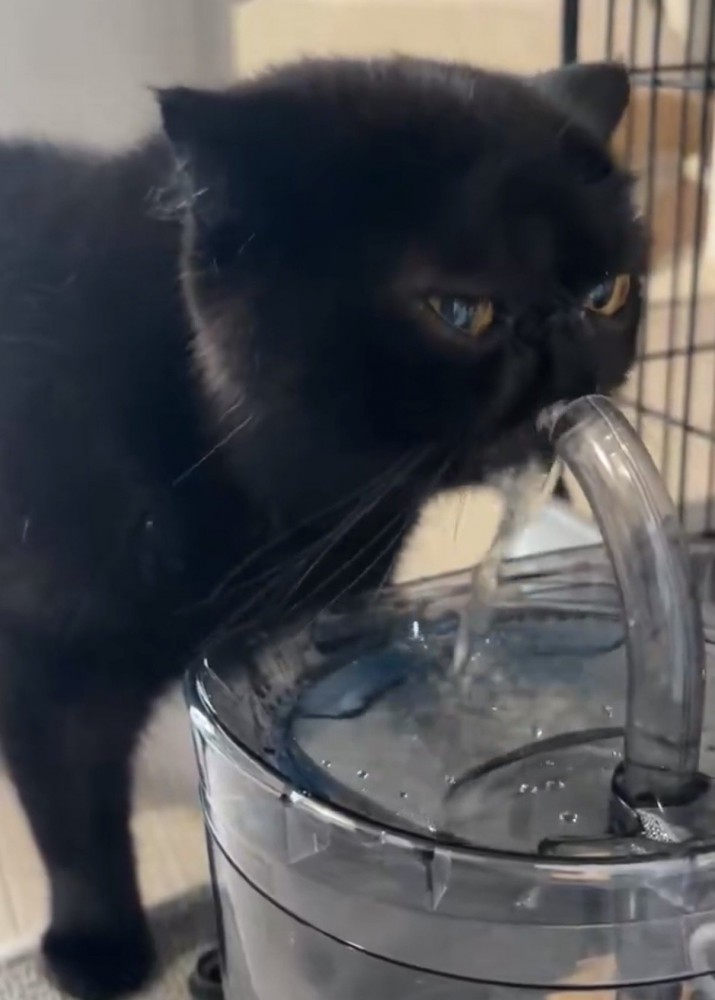 水を勢いよく飲む黒猫