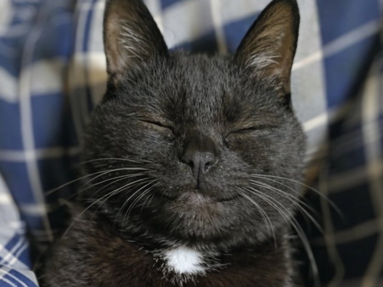 笑っている黒猫の顔