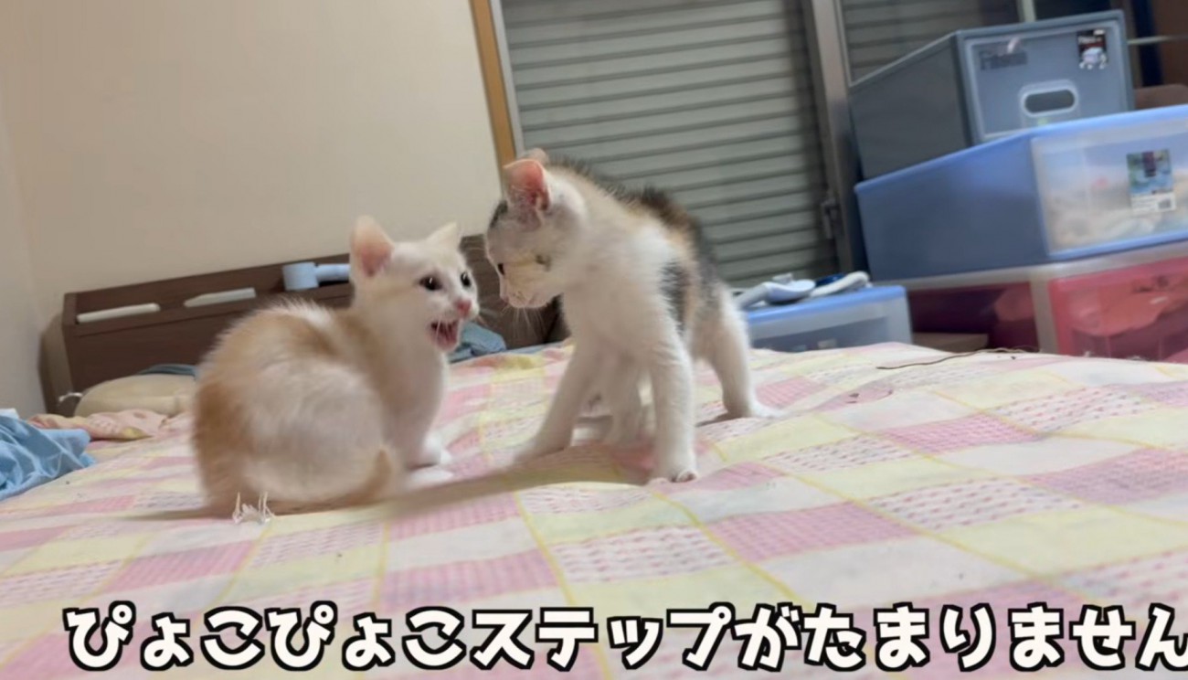 2匹の猫