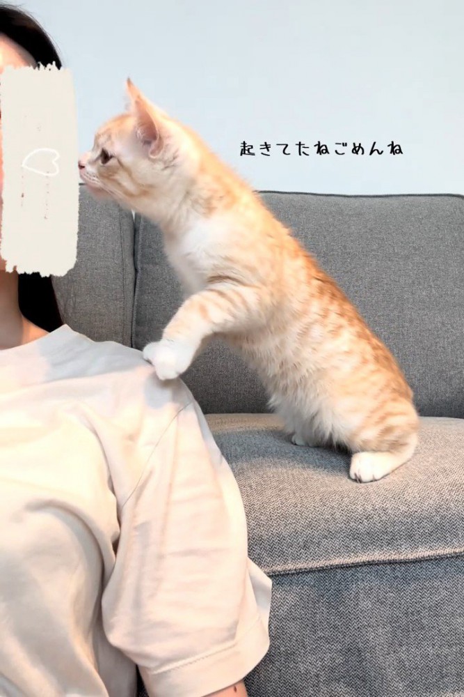 人の顔に近づく猫