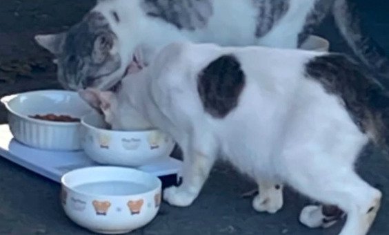 ご飯を食べる2匹の猫