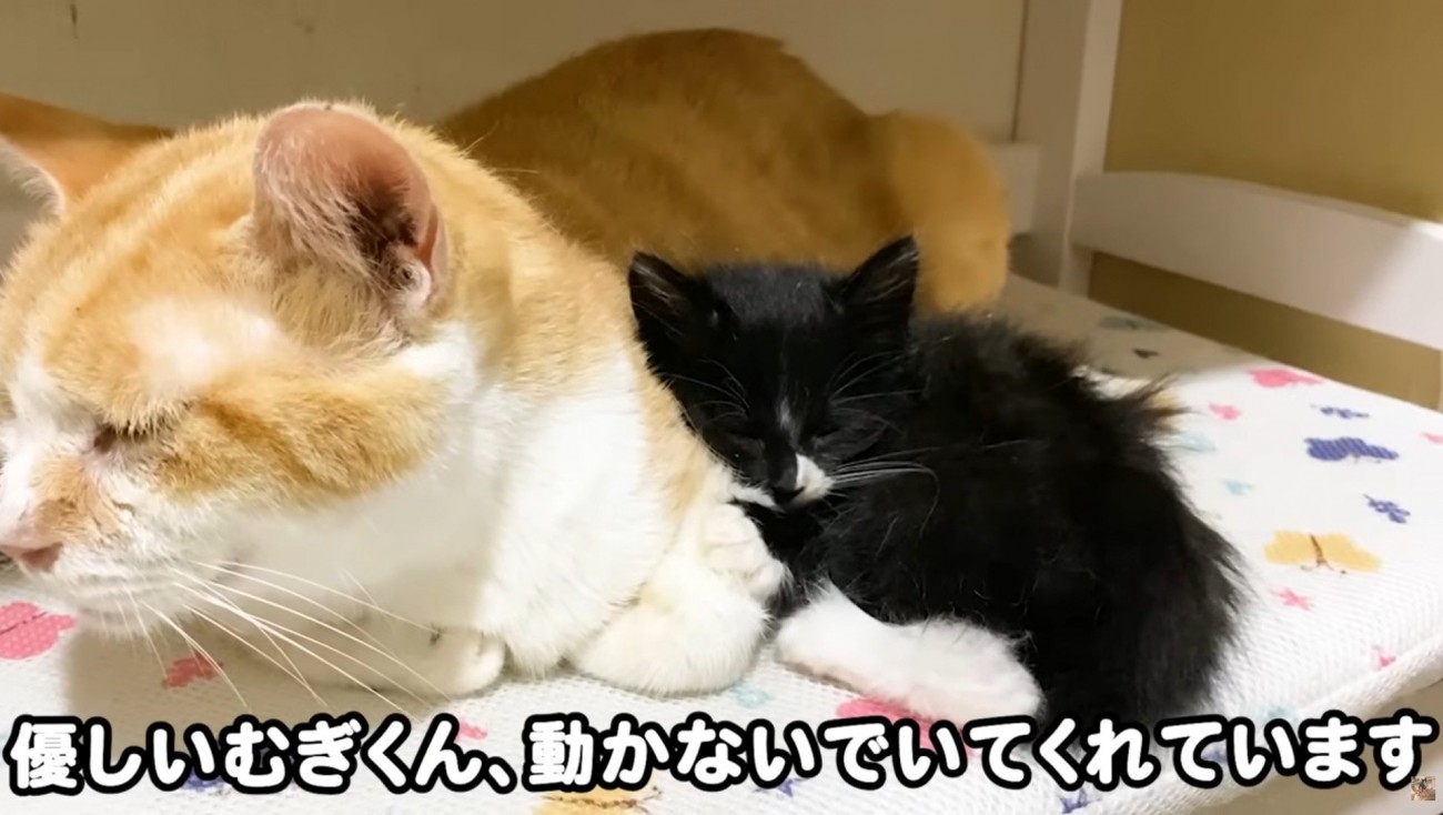 寄り添って眠る成猫と子猫