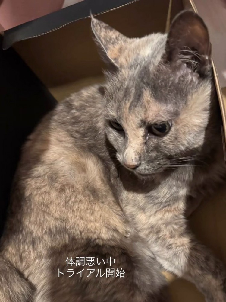 箱に入っている猫