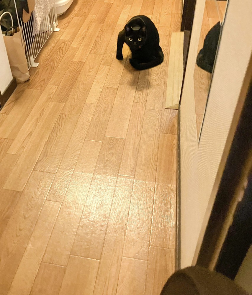 座り込む黒猫（ドアを開けた瞬間）