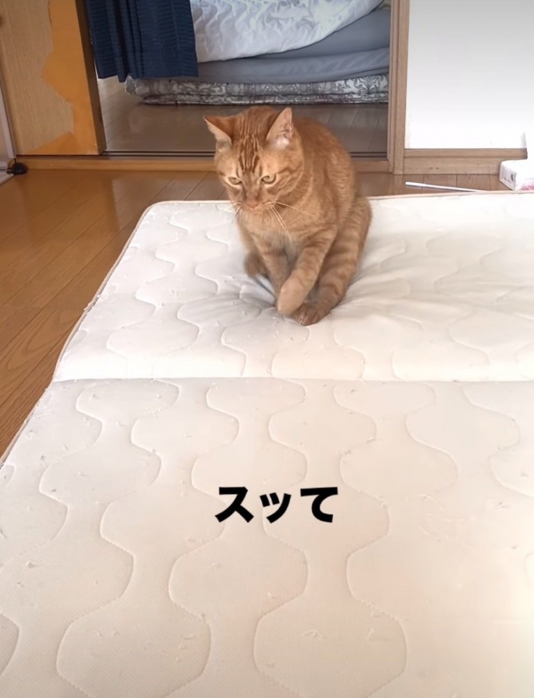 お尻を床につける猫