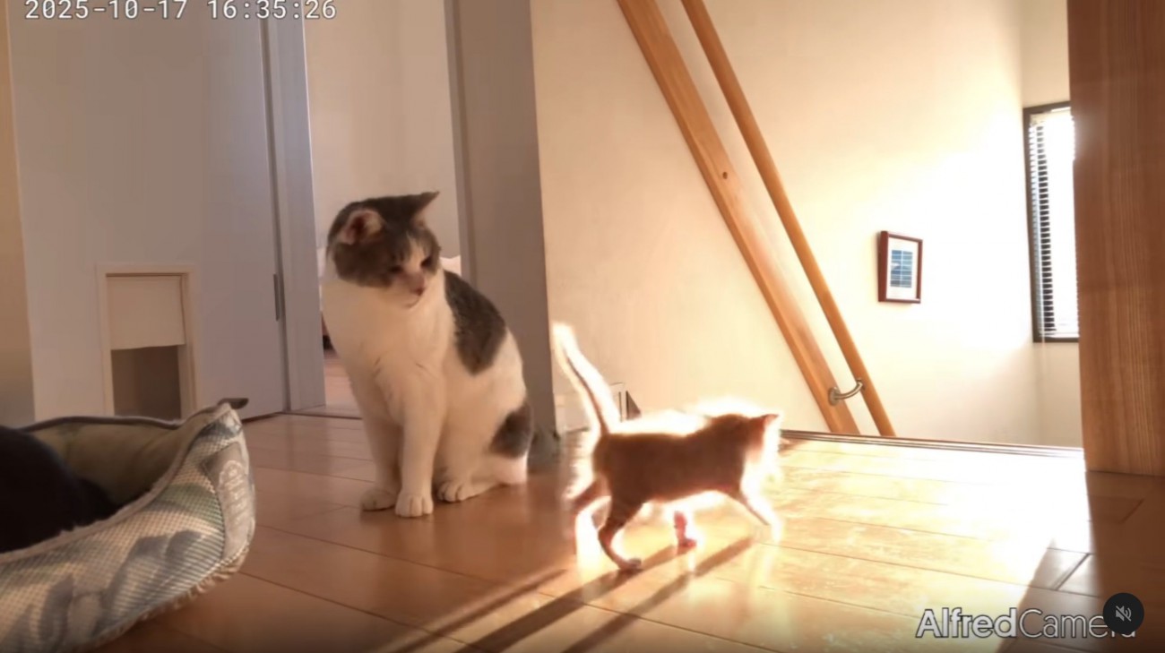 階段に近づいていく子猫