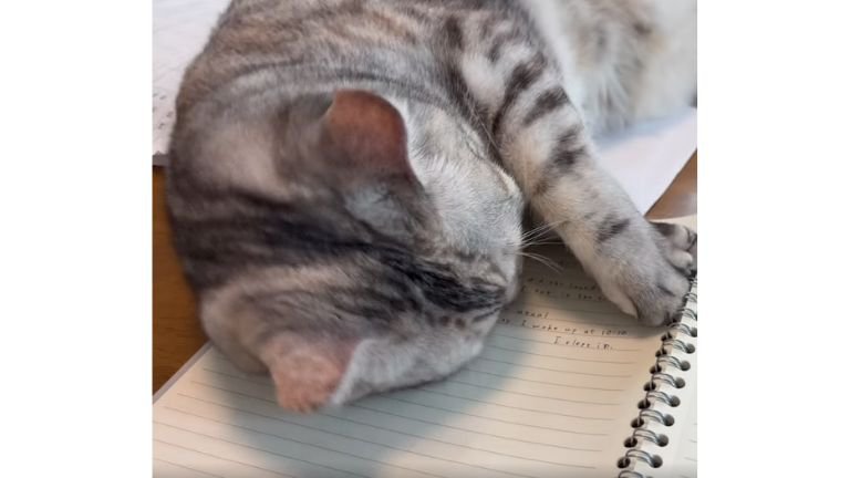 ノート上の猫