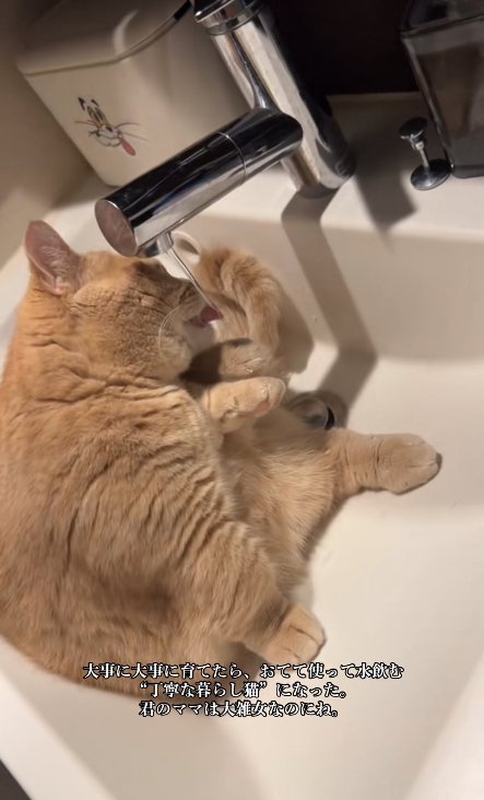 洗面ボウルの中で蛇口の水を直接飲んでいる猫（舌出てる）