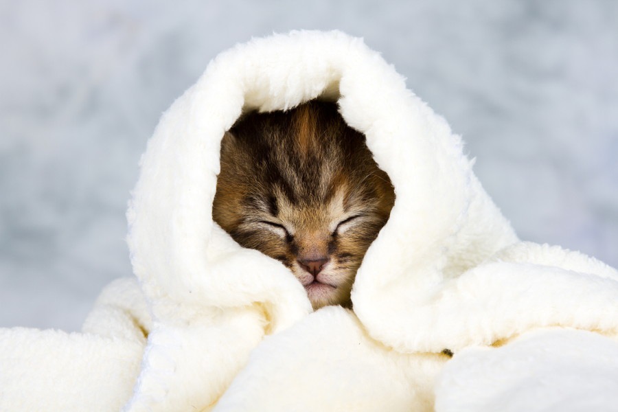 猫はタオルが好き！健康管理にも役立つ活用法