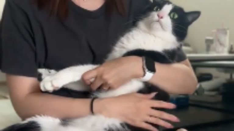 抱っこされている猫