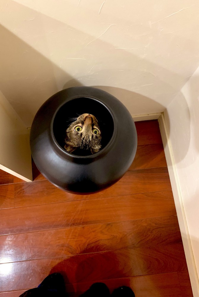 壺に入る猫
