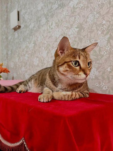 ピアノの上でくつろぐ猫