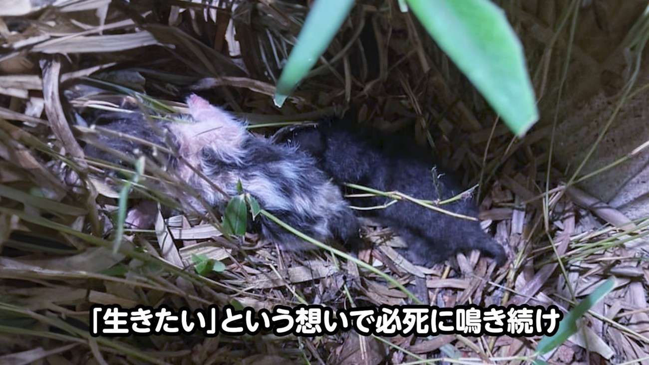 草むらにいる子猫