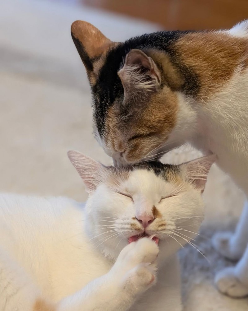 前足をなめる猫を毛づくろいする猫