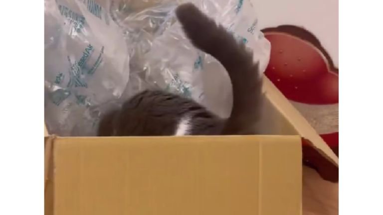 ダンボールに入ろうとしている猫