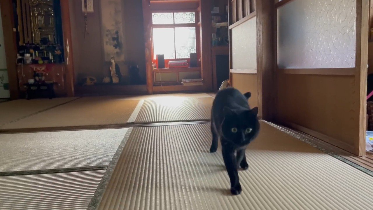 右前足を前
