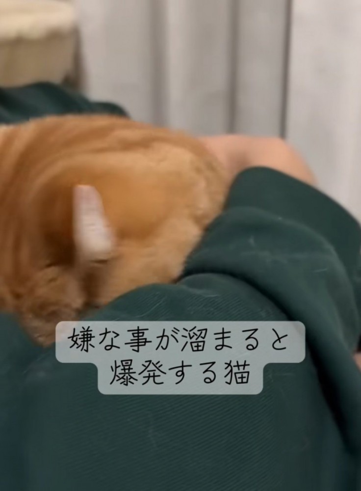 腕の中に頭を入れる猫