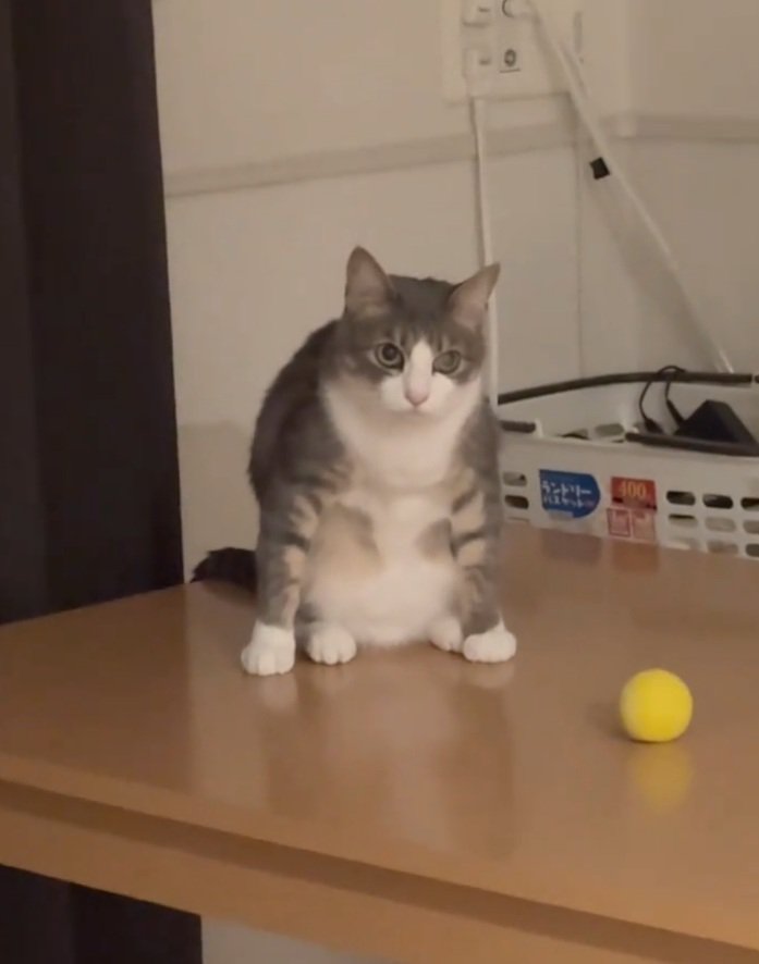 目を背ける猫