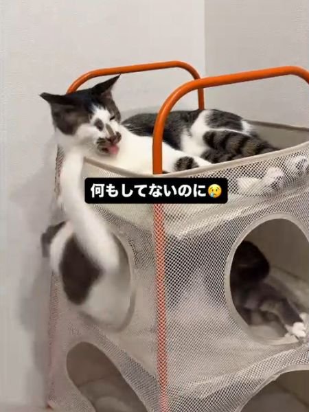 下段の猫が上段の猫の右目付近に前足を当てる様子