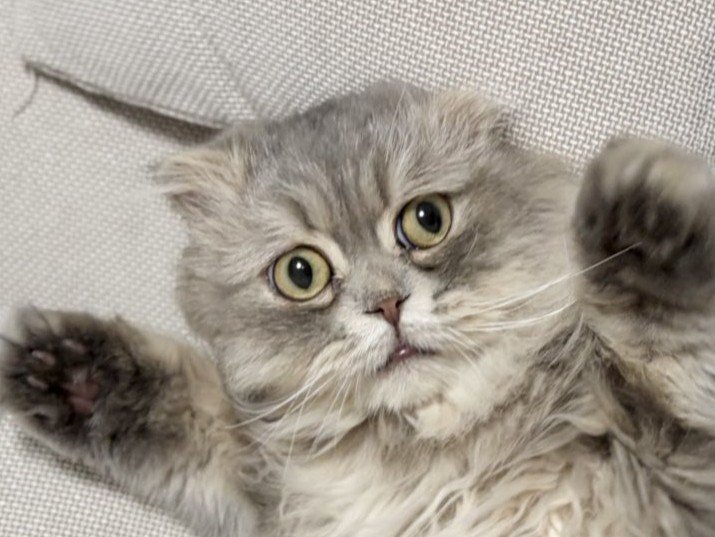 ソファのすき間に仰向けではさまった猫のアップ