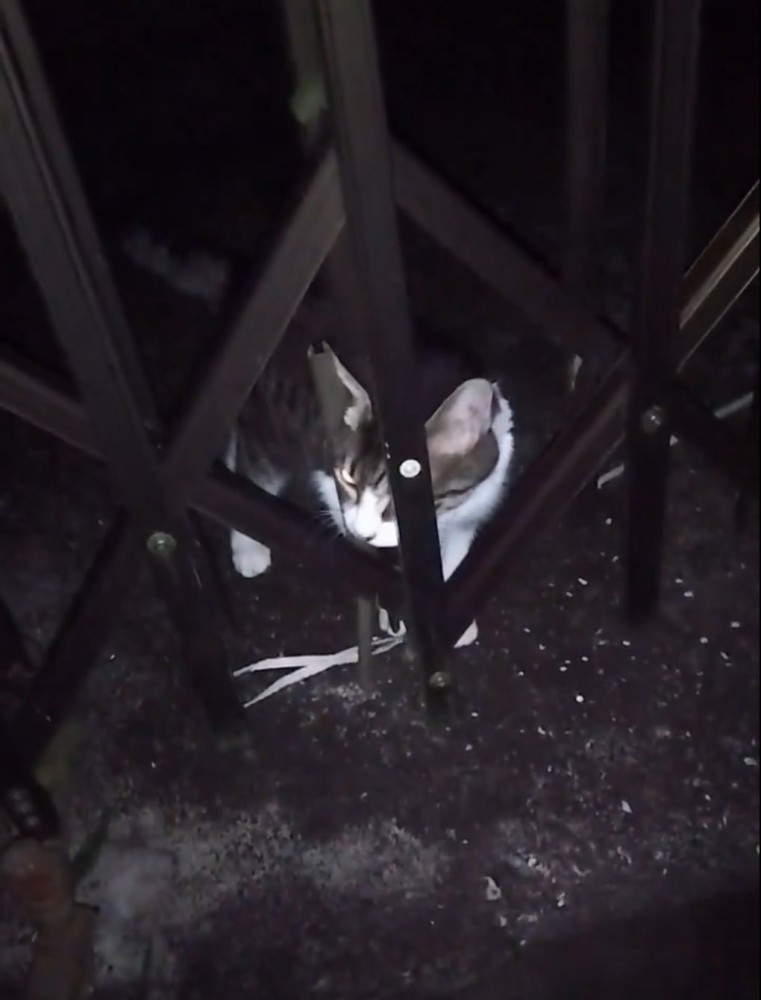 外に向かって鳴く猫