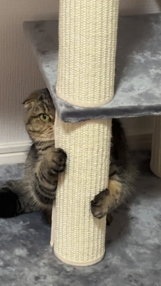 キャットタワーに隠れる猫さん