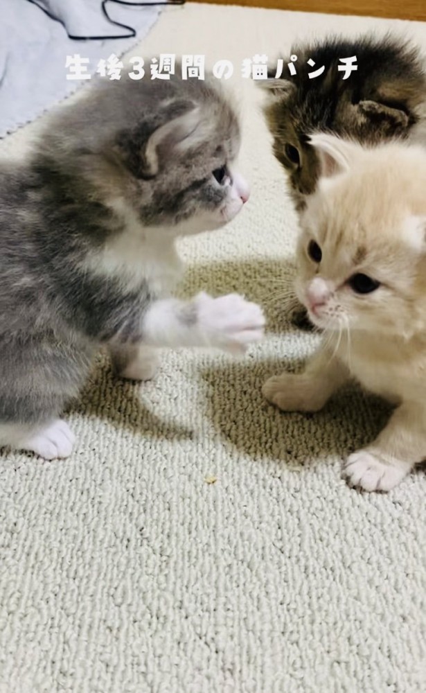 クリーム子猫に猫パンチするグレー子猫とそれを見る焦げ茶子猫