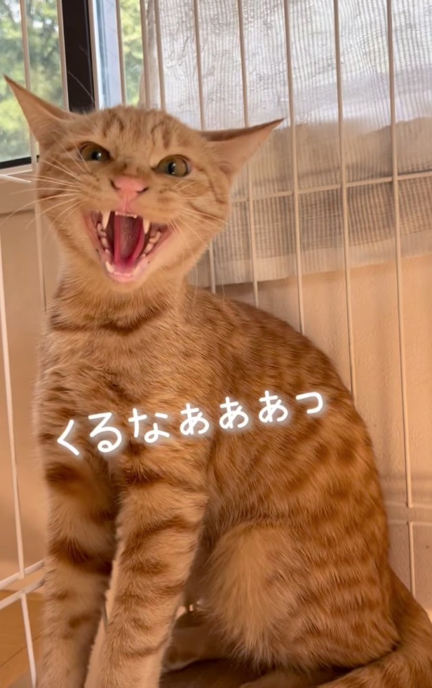 威嚇する猫