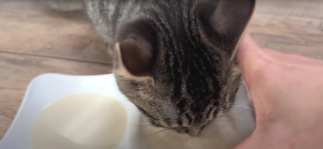 ミルクを飲んでいる子猫