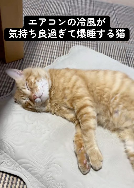 寝る猫